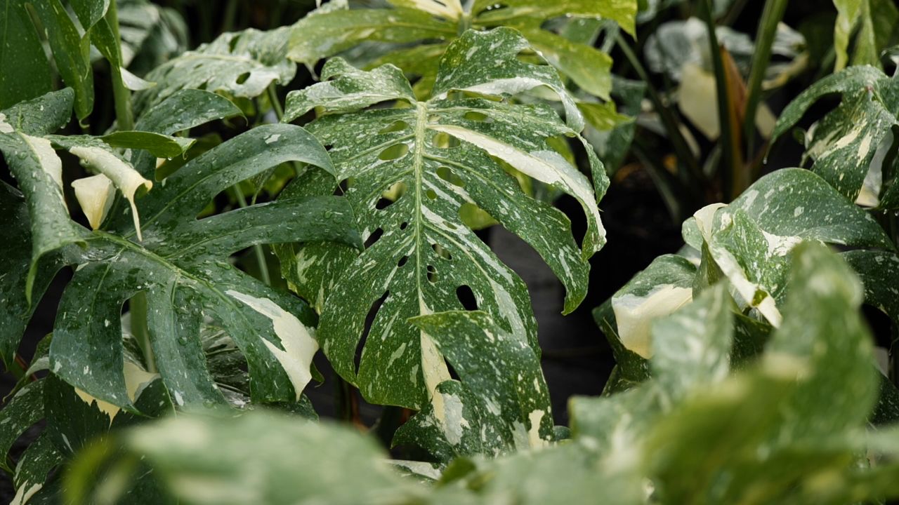 Get It Growing: Thai Constellation monstera has leaves like no other